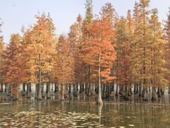 -白鹭湾湿地公园