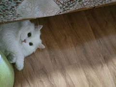 -动物缘宠物医院·骨科·猫科(西二环店)