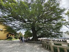 -江心屿景区