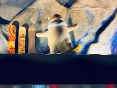 -Mr·Kuma酷么先生雪之乐园