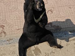-西霞口神雕山野生动物世界