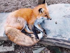 -宫城藏王狐狸村