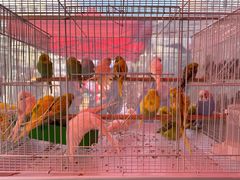 -哈尔滨道外花鸟鱼市场