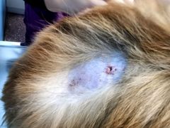 -北京博爱动物医院有限公司