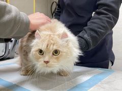 -关爱动物医院·心脏·中兽医·异宠(金牛路分院)