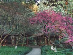 -杭州植物园