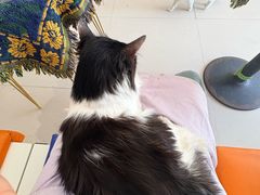 -平行世界·猫咖(首经贸店)