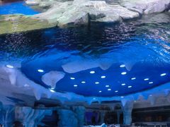 -上海海昌海洋公园