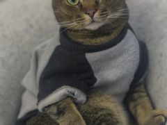 -柴迷FANS CLUB·柴犬狗咖·猫咖