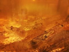 -Isla Sugbu Seafood City