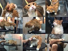 -PETKIT小佩宠物·低压洗护(国顺东路店)