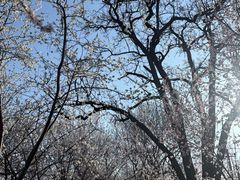 -桃花堤公园