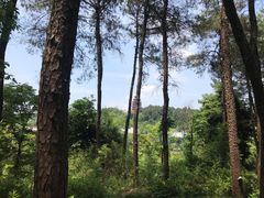 -铁山坪森林公园