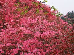-木兰云雾山