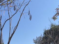 -西双版纳总佛寺