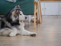 -李小姐の猫咖啡馆(五角场店)
