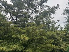 -南山植物园