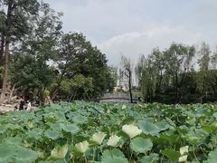 -莲湖公园