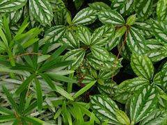 -国家植物园南园