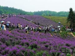 -大塘金香草谷