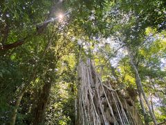 -中国科学院西双版纳热带植物园