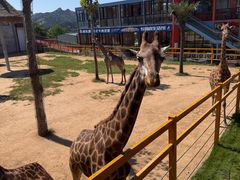 -西霞口神雕山野生动物世界