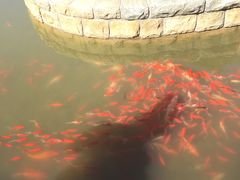 -武清南湖绿博园