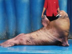 -华夏文旅海洋公园