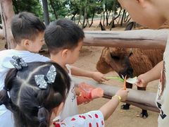 -西霞口神雕山野生动物世界