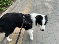 -美联众合爱康动物医院•复杂内科•肿瘤科•牙科•腔镜诊疗中心