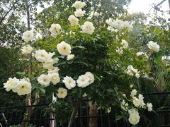 -人民公园(罗湖区)