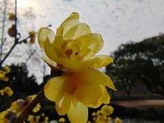 -无锡梅园公园