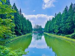 -水杉园