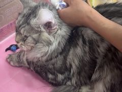 -北京观赏动物医院·24小时大型综合·猫专科·异宠专科