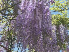 -嘉定紫藤园