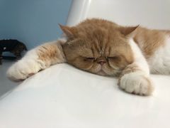 -糯米喵星人·撸猫猫舍咖啡馆(西市场嘉华店)