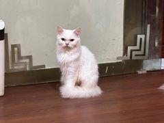 -楼上猫咖(罗湖店)