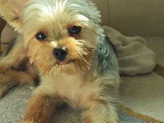 -宠颐生动物医院·猫科·心脏科(海口分院)