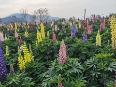 -径山花海