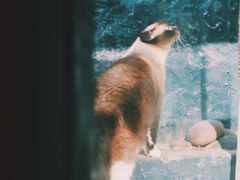 -猫咪博物馆(顶澳仔猫街店)