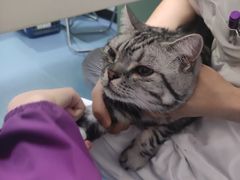 -特一安24小时宠物医院·骨科·中兽医