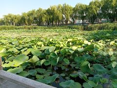 -济南大明湖景区