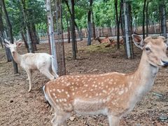 -秦皇岛野生动物园