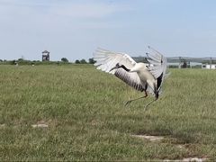 -盐城丹顶鹤湿地生态旅游区