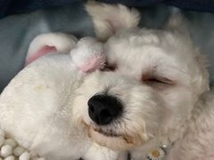 -菲丽丝宠物医院·24小时·猫科中心·免疫点(淮海分院)