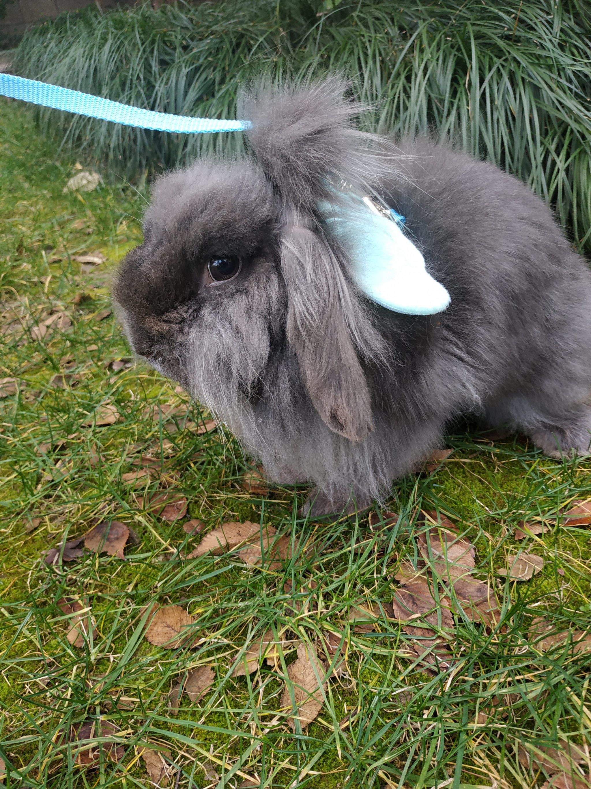 养个垂耳兔,扎个小揪揪