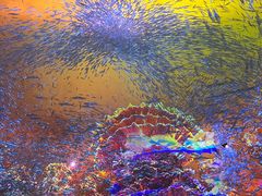 -海合安天津极地海洋公园
