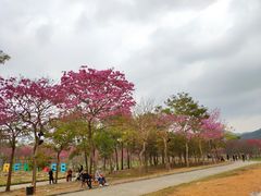 -天适樱花悠乐园