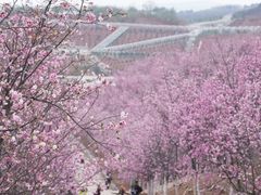 -宜良山后樱花谷