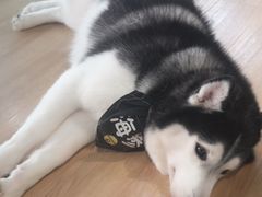 -Husky Go! 哈士奇体验馆·宠物咖啡厅狗咖